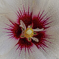 Eye of HIbiscus