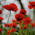 Poppies on a Cloudy Day